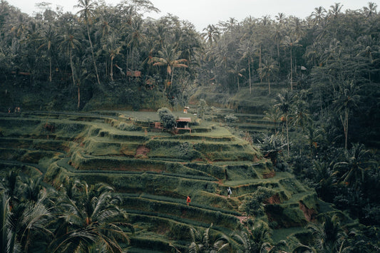 Compass Chronicles: A Guide to the Best Wellness Practices in Ubud, Bali
