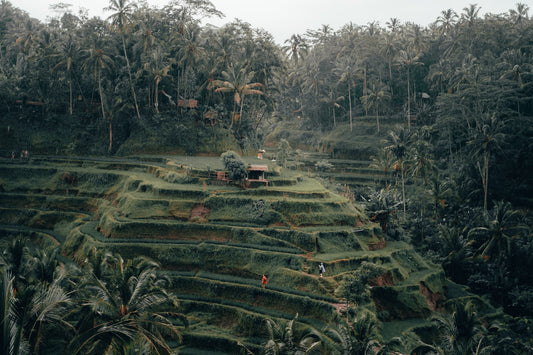 COMPASS CHRONICLES: A GUIDE TO THE BEST WELLNESS PRACTICES IN UBUD, BALI
