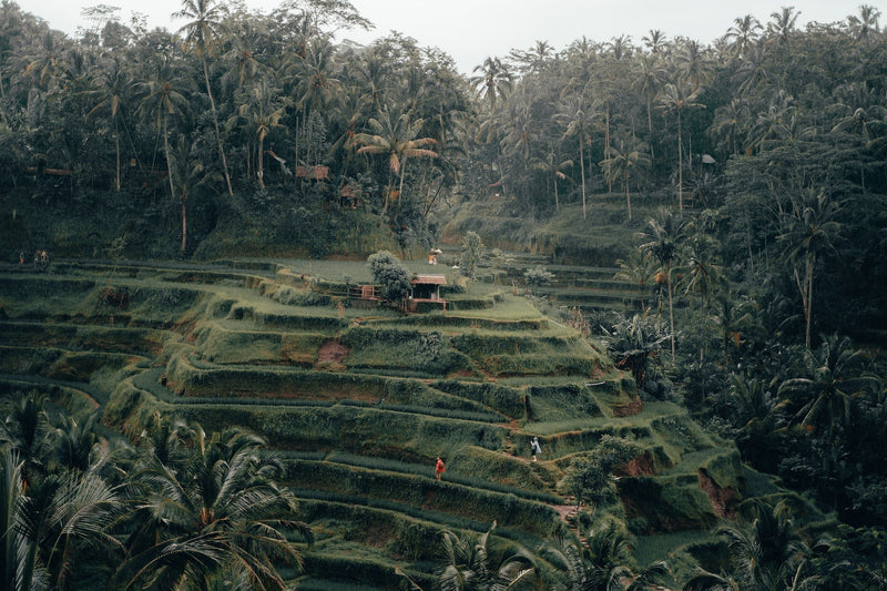 Compass Chronicles: A Guide to the Best Wellness Practices in Ubud, Bali